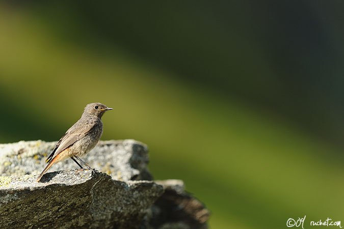 Codirosso spazzacamino - Phoenicurus ochruros
