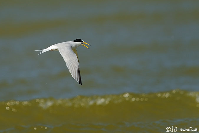 Little Tern - Sterna albifrons
