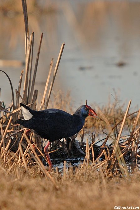 Purple Swamphen - Porphyrio porphyrio
