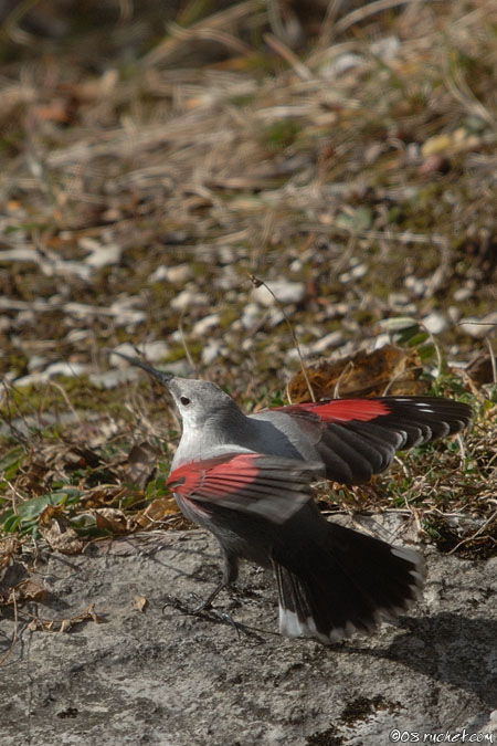 Wallcreeper - Tichodroma muraria