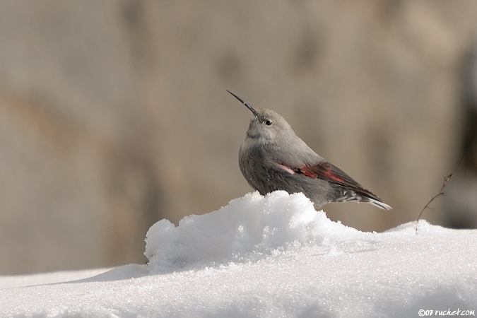 Wallcreeper - Tichodroma muraria