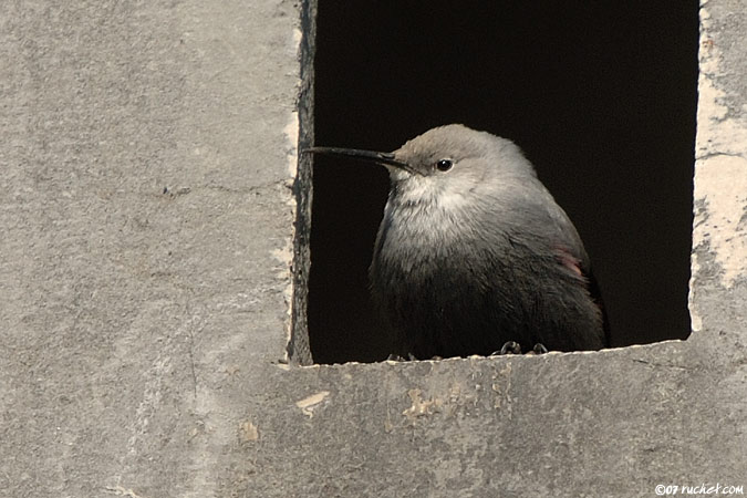 Wallcreeper - Tichodroma muraria