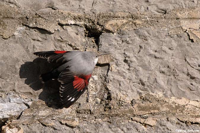 Wallcreeper - Tichodroma muraria