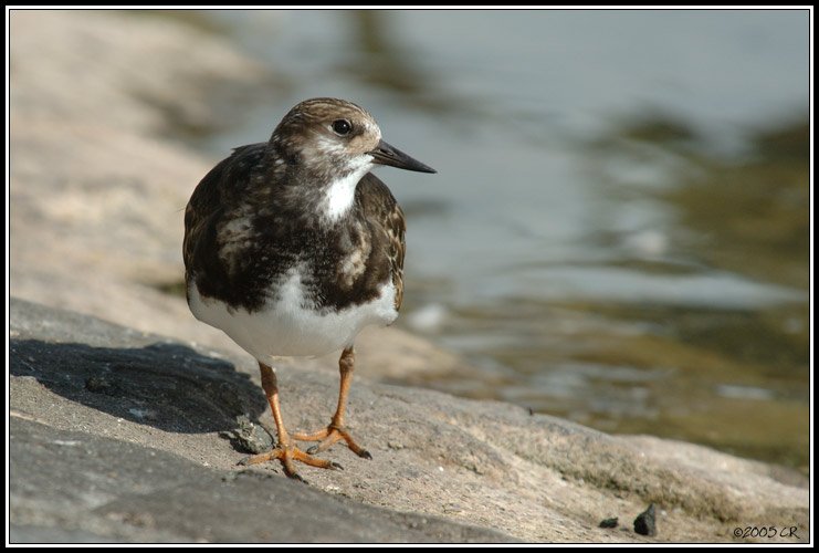 Steinwälzer - Arenaria interpres