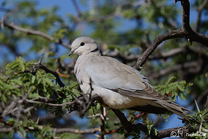 Ring-necked Dove - Streptopelia capicola