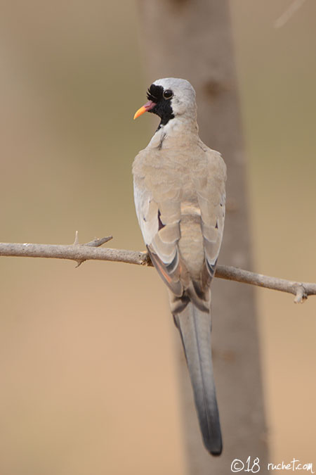 Tortora del Namaqua - Oena capensis