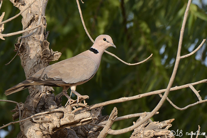African Collared Dove - Streptopelia roseogrisea