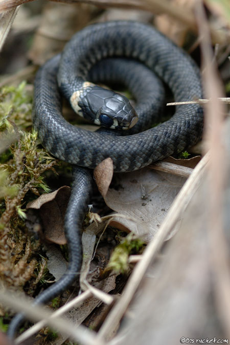 Grass snake - Natrix natrix