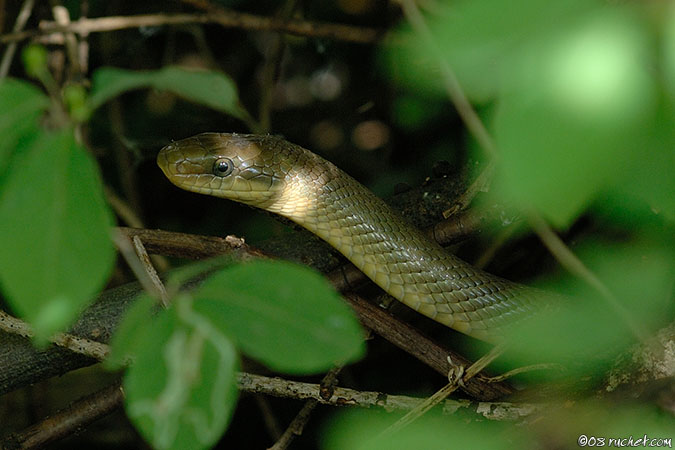 Aesculapian Snake - Elaphe longissima