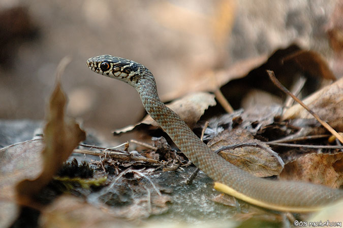 Dark Green Snake - Coluber viridiflavus