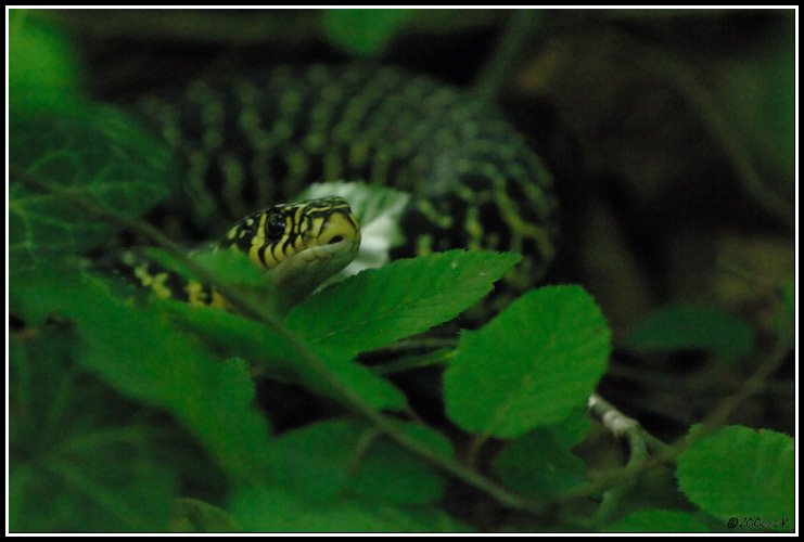 Gelbgrüne Zornnatter - Coluber viridiflavus
