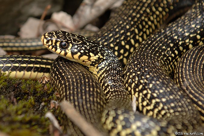 Gelbgrüne Zornnatter - Coluber viridiflavus