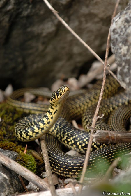 Gelbgrüne Zornnatter - Coluber viridiflavus