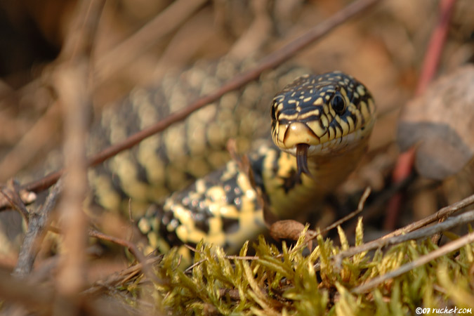 Dark Green Snake - Coluber viridiflavus