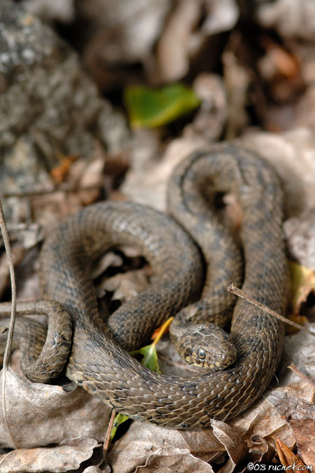 Viperine snake - Natrix maura