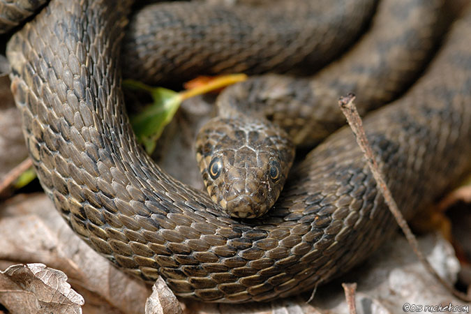 Viperine snake - Natrix maura