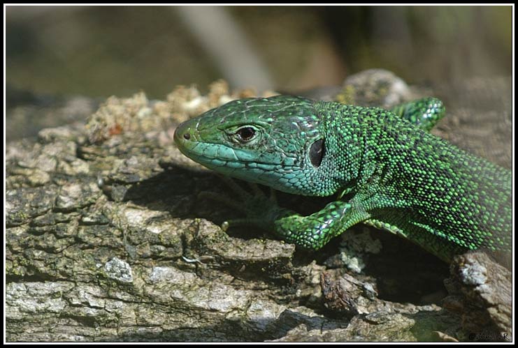 Green lizard - Lacerta bilineata