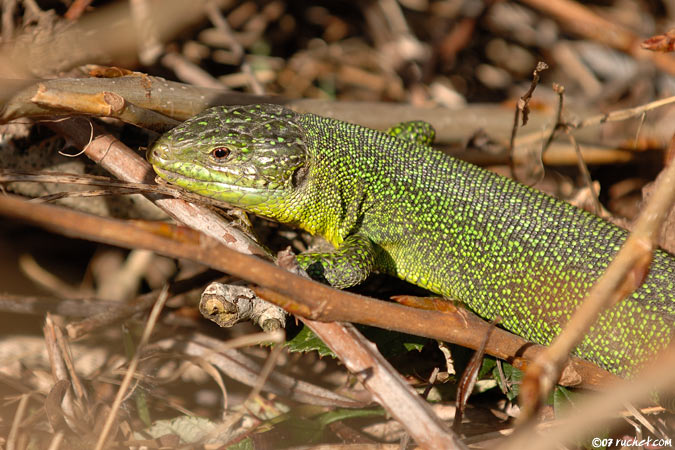 Lézard vert - Lacerta bilineata